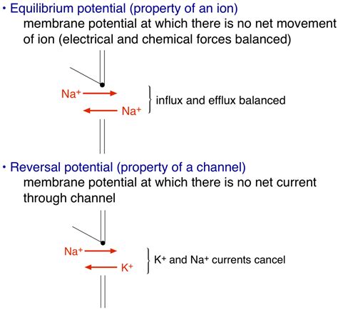 Action Potential Threshold Refractory Period Physiology