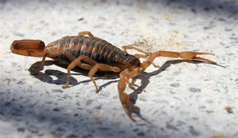 Epoca de alacranes cómo distinguirlos y cómo actuar ante una picadura