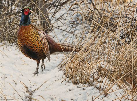 Pheasant In The Snow Rw707p Rwtestsite