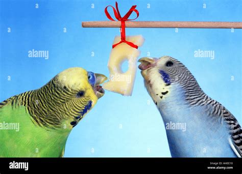 Budgies Eating Some Swiss Cheese Humour Joke Fun Funny Animal Stock