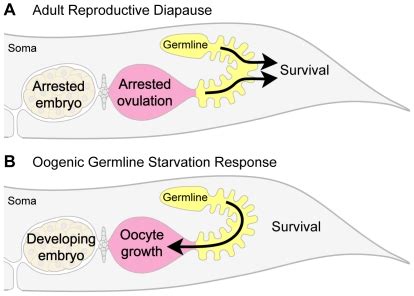 A The Model Of Adult Reproductive Diapause 11 Proposes That The