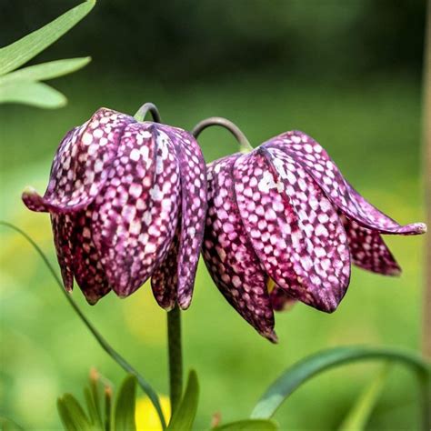 Lalele Pestrite Fritillaria Meleagris Mix Buc Planterra Ro Viata