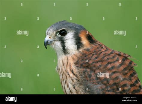 Kestrel Or Sparrowhawk Hi Res Stock Photography And Images Alamy