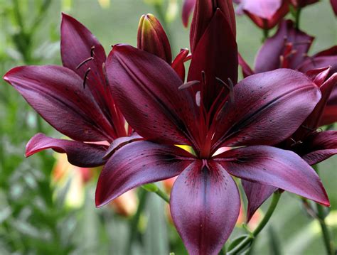 Plantfiles Pictures Asiatic Lily Black Charm Lilium By Aphthona