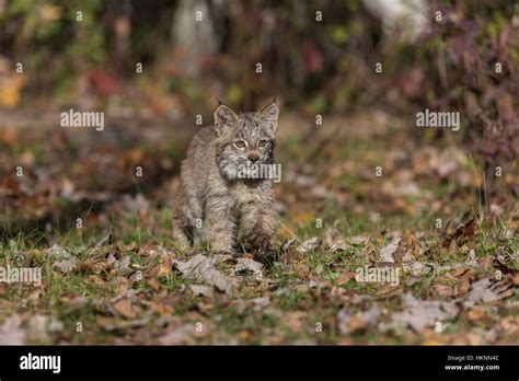 Canada Lynx Kitten Stock Photo Alamy