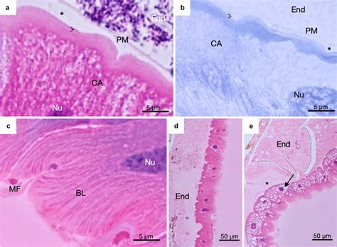 Cell Structure Of The Larval Anterior Midgut Amg In Aedes Aegypti