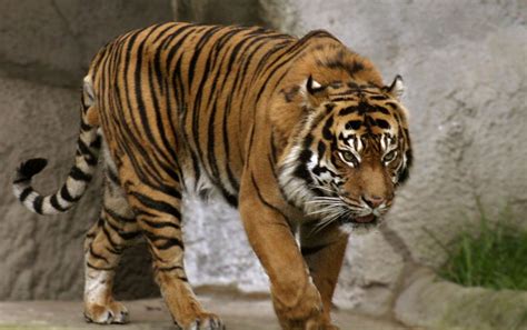 Bali Tiger - Stock Image