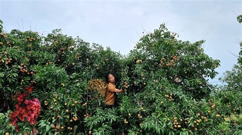 Harvest Fresh Lychee Garden Goes To The Market Sell L Tri U Th Xu N