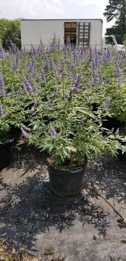 Vitex Agnus Castus Shoal Creek Chaste Tree From Gilmore Plants