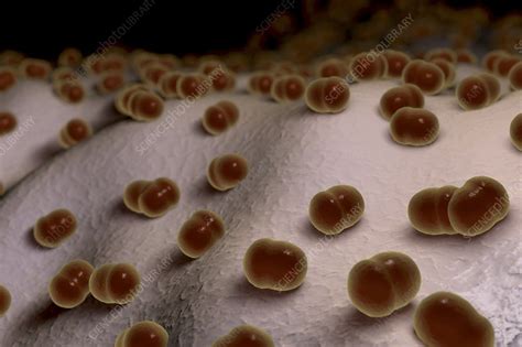 Pneumococcus Bacteria, artwork - Stock Image - C020/1387 - Science ...