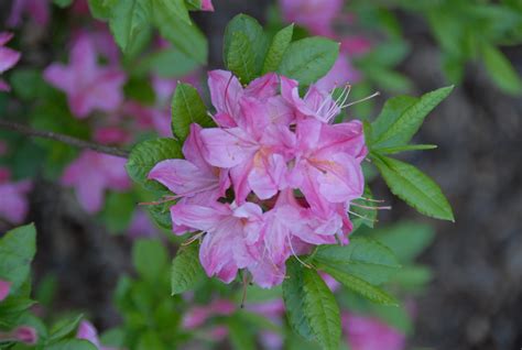 Rhododendron Luteum Soir De Paris Bcm Baumschule Christoph Marken