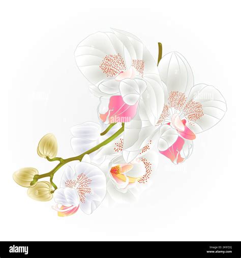 Stem With Flowers And Buds Beautiful Orchid White Phalaenopsis Closeup