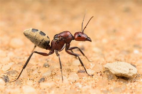 Reportajes Y Fotografías De Hormigas En National Geographic