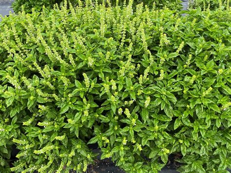 Evaluation Of Commercial And Experimental Varieties Of Sweet Basil