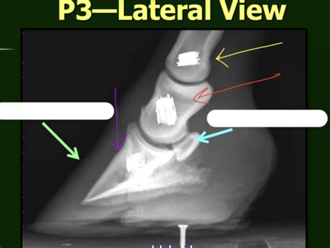 Radiology Forelimb Equine Flashcards Quizlet