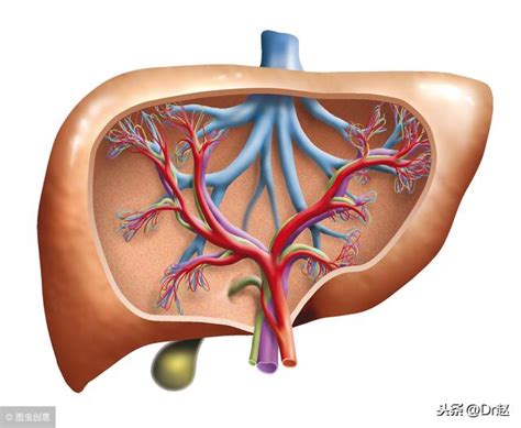 肝囊腫是什麼？哪些情況需要治療？聽聽醫生怎麼說吧 每日頭條