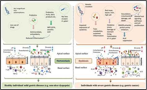 Frontiers Helicobacter Pylori In Human Stomach The Inconsistencies