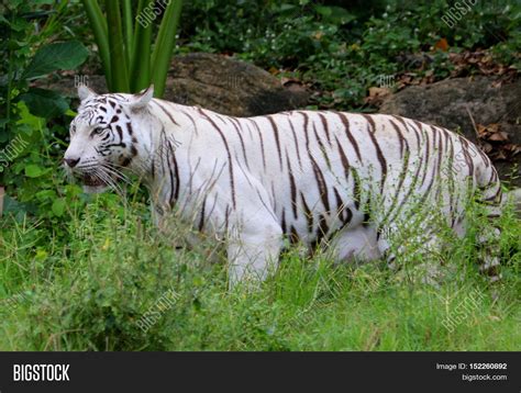 Female White Mutation Image And Photo Free Trial Bigstock