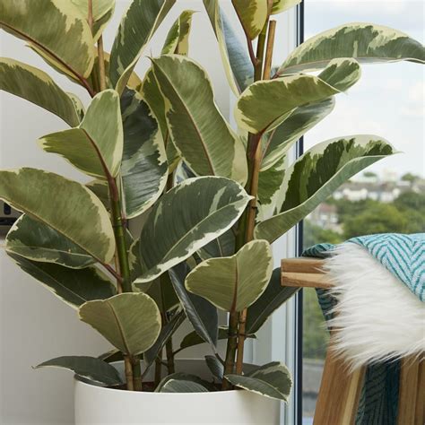 Variegated Rubber plant — Plants | Patch