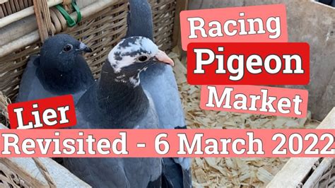 Racing Pigeon Market Lier Belgium March Youtube