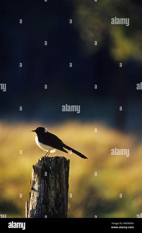 Willie Wagtail Rhipidura Leucophrys Australia Stock Photo Alamy