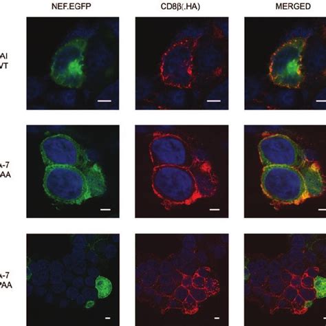 Confocal Images Of T Cells Nef Egfp Was Detected By Direct