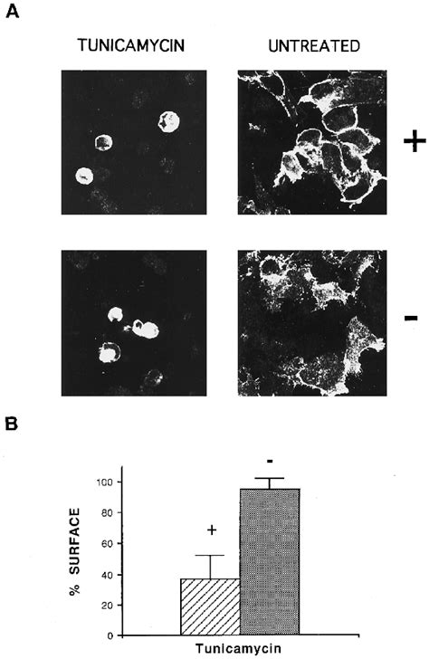 Effect Of Tunicamycin Treatment On Cell Surface Expression A