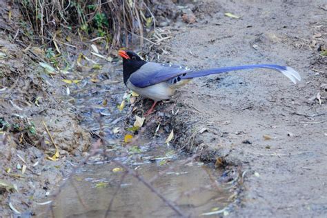 Red-billed Blue Magpie stock photo. Image of cissa, water - 162655320