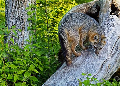 Gray Fox Climbing A Fallen Den Tree Stock Image Image Of Little