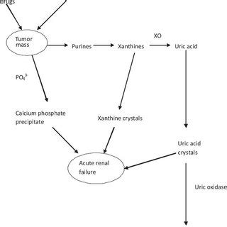 Pathophysiology Of Acute Renal Failure Following Tumor Lysis Syndrome