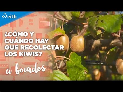 Descubre Cu Ndo Se Recogen Los Kiwis En Galicia Todo Lo Que Necesitas