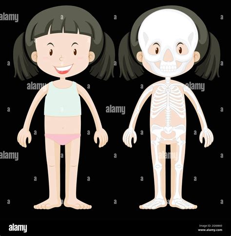 Girl And Skeleton Diagram Stock Vector Image And Art Alamy