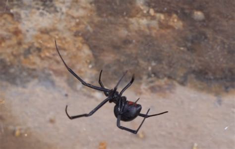 Do You Know Which Spider Is The Biggest In Wyoming