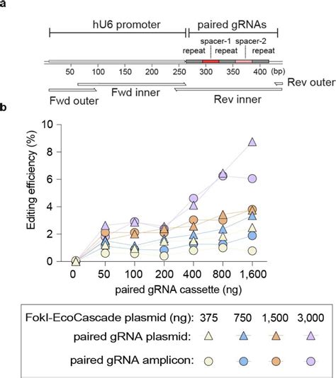 High Throughput PCR Generation Of Paired GRNA Templates For Genome