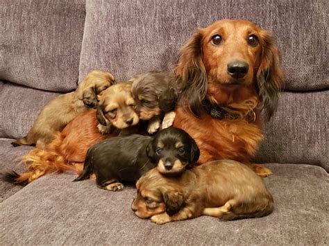 Miniature Dachshund Puppies For Sale Holiday Fl 326426
