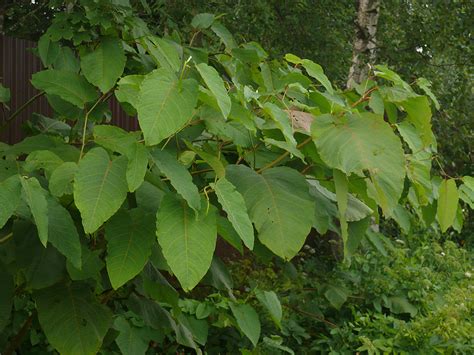 Reynoutria sachalinensis - Изображение особи - Плантариум
