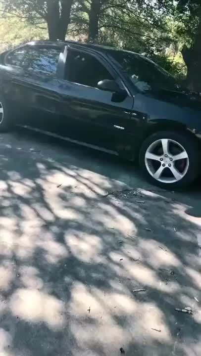 Dejas La Ventanilla Del Coche Abierta Un Rato Y Se Te Llena De Gatos