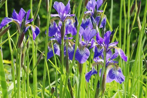 Iris Sibirica Cambridge Stock Image C0119736 Science Photo Library