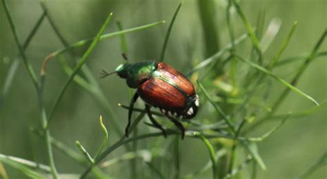 What Are These Shiny Beetles In My Yard And Why Are They Eating Everything