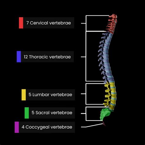 anatomy  structure   spine muscle  motion
