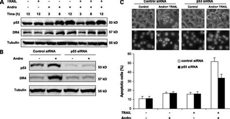 Andrographolide Sensitizes Cancer Cells To Trail Induced Apoptosis Via