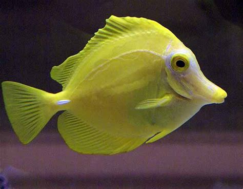 Yellow tang care guide: fish size, facts, photos, tank mates