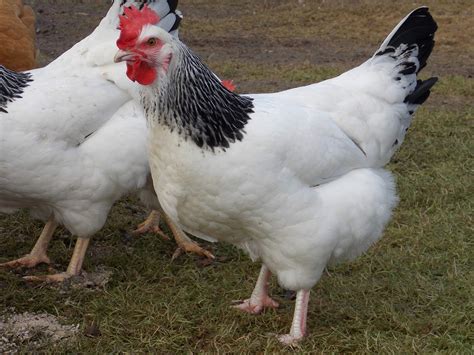 Sussex For Sale Chickens Breed Information Omlet