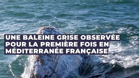 Var une baleine grise égarée observée pour la première fois en