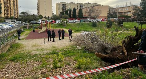 Cade Albero A Roma Morta Una Donna In Un Parco A Colli Aniene