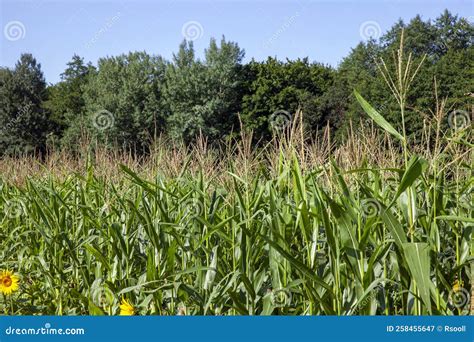 An Agricultural Field Where Unripe Green Corn Grows Stock Image Image Of Crop Farm 258455647