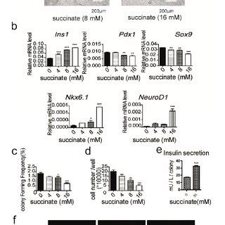 α ketoglutarate αKG affected the proliferation of pancreatic