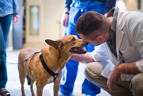 Bush Veterinary Neurology Service BVNS Rockville In Rockville MD