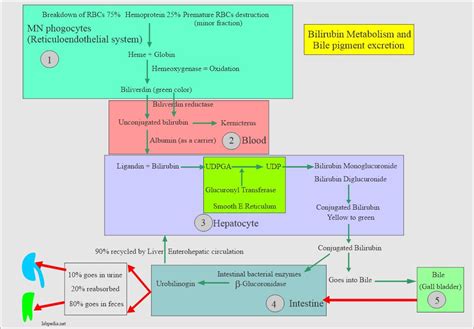 Urine Bile Salts And Bile Acid Metabolism