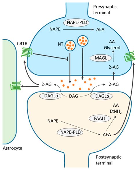 Cb1 Receptor Signaling